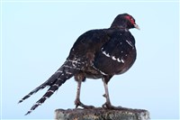 黑長尾雉（帝雉）藏品圖，第2張