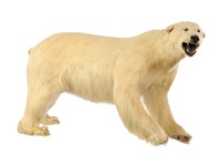 Polar Bear Collection Image, Figure 2, Total 3 Figures