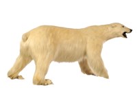 Polar Bear Collection Image, Figure 3, Total 3 Figures