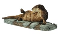 North American River Otter Collection Image, Figure 3, Total 4 Figures
