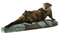 North American River Otter Collection Image, Figure 1, Total 4 Figures