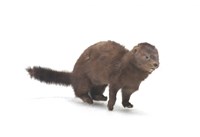 American Mink Collection Image, Figure 2, Total 3 Figures