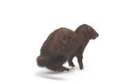 American Mink Collection Image, Figure 3, Total 3 Figures