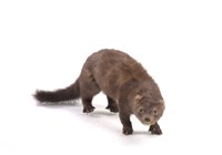 美洲水貂藏品圖，第2張