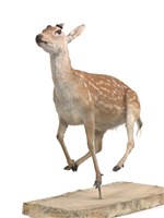 梅花鹿藏品圖，第2張