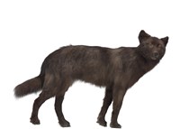 狼藏品圖，第1張