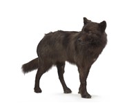 狼藏品圖，第2張