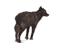 狼藏品圖，第3張