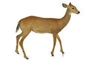 白尾鹿藏品圖，第1張