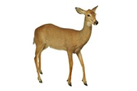 白尾鹿藏品圖，第2張