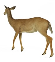 白尾鹿藏品圖，第3張