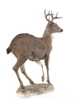 騾鹿藏品圖，第3張