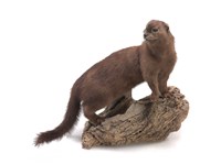 美洲水貂的圖片