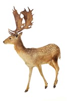 Fallow Deer Collection Image, Figure 1, Total 3 Figures