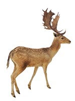 Fallow Deer Collection Image, Figure 2, Total 3 Figures