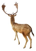 Fallow Deer Collection Image, Figure 3, Total 3 Figures