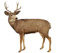 Mule Deer Collection Image, Figure 1, Total 4 Figures