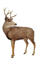 Mule Deer Collection Image, Figure 2, Total 4 Figures