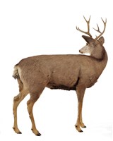 Mule Deer Collection Image, Figure 4, Total 4 Figures