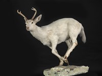 白尾鹿藏品圖，第2張