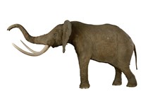 African Elephant Collection Image, Figure 2, Total 4 Figures
