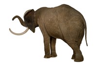 African Elephant Collection Image, Figure 3, Total 4 Figures