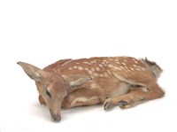 白尾鹿藏品圖，第2張