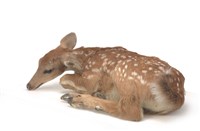 白尾鹿藏品圖，第3張