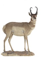 北美叉角羚的圖片