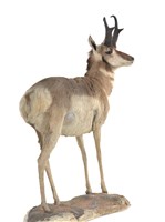 Pronghorn Collection Image, Figure 3, Total 3 Figures