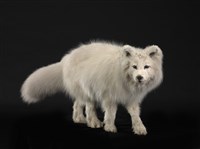 北極狐藏品圖，第2張