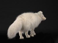 北極狐藏品圖，第3張