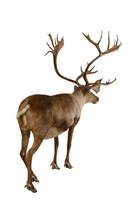 瘠地馴鹿藏品圖，第3張