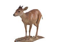 Red Duiker Collection Image, Figure 2, Total 3 Figures