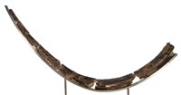 Palaeoloxodon huaihoensis Collection Image, Figure 1, Total 2 Figures