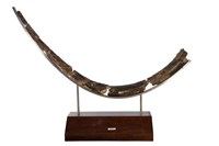 Palaeoloxodon huaihoensis Collection Image, Figure 2, Total 2 Figures