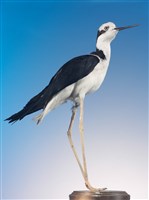 南美長腳鷸的圖片