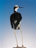 White-backed Stilt Collection Image, Figure 2, Total 3 Figures