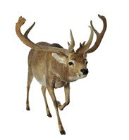 暹羅沼鹿藏品圖，第2張