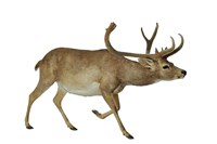 暹羅沼鹿藏品圖，第1張