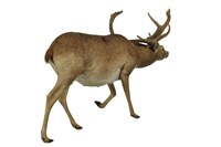 暹羅沼鹿藏品圖，第3張