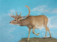 暹羅沼鹿藏品圖，第4張