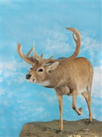 暹羅沼鹿藏品圖，第5張