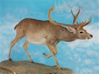 暹羅沼鹿藏品圖，第6張