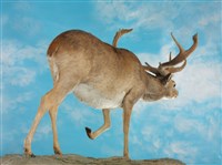 暹羅沼鹿藏品圖，第7張