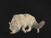 狼藏品圖，第1張