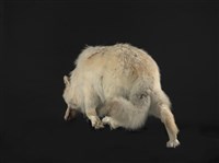 狼藏品圖，第3張