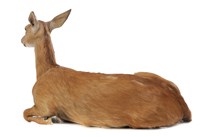 白尾鹿藏品圖，第3張