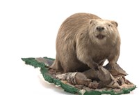 歐亞河狸藏品圖，第2張