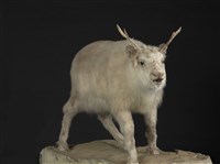 北歐馴鹿藏品圖，第2張